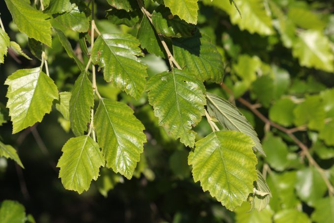 River Birch Tree Care and Growing Tips