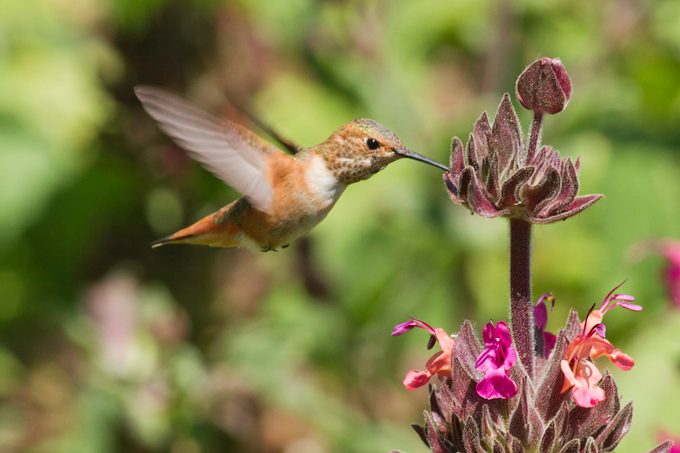 Rufous Hummingbird feeding on Hummingbird Sage