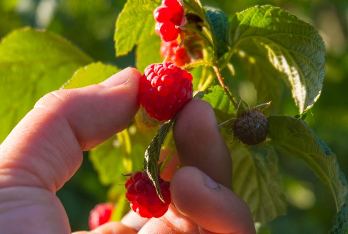 Cropped hand of woman picking raspberries from plant at farm