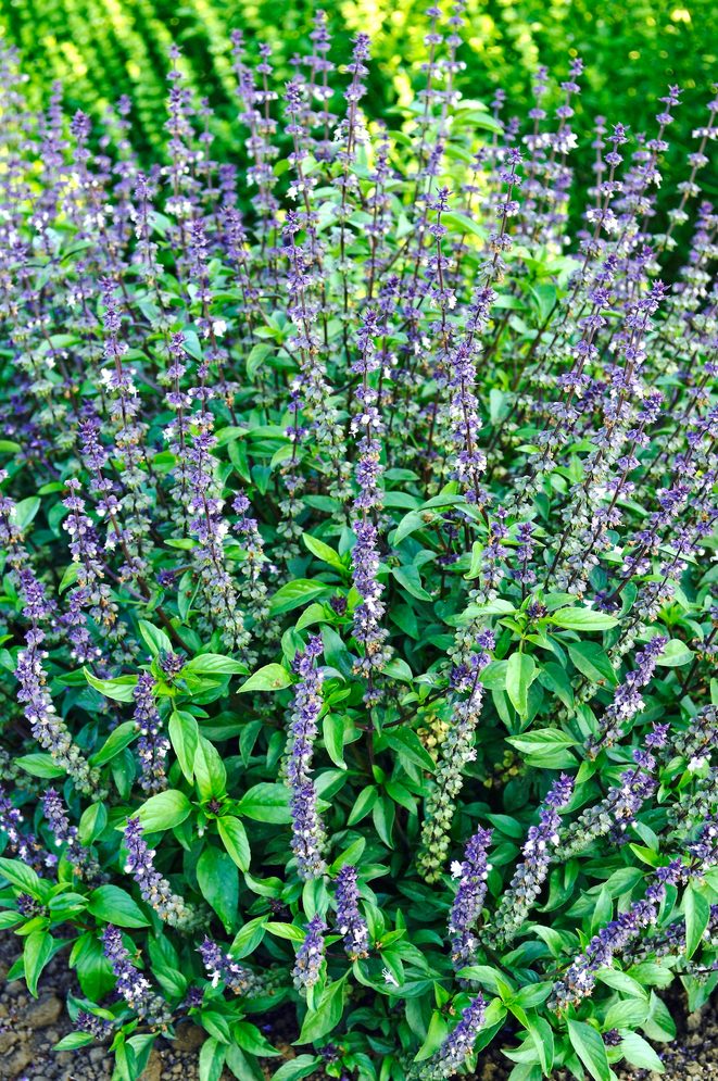 Herb Basil Cinnamon Ballhort