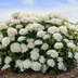 The FlowerFull Hydrangea Stands Tall in the Garden
