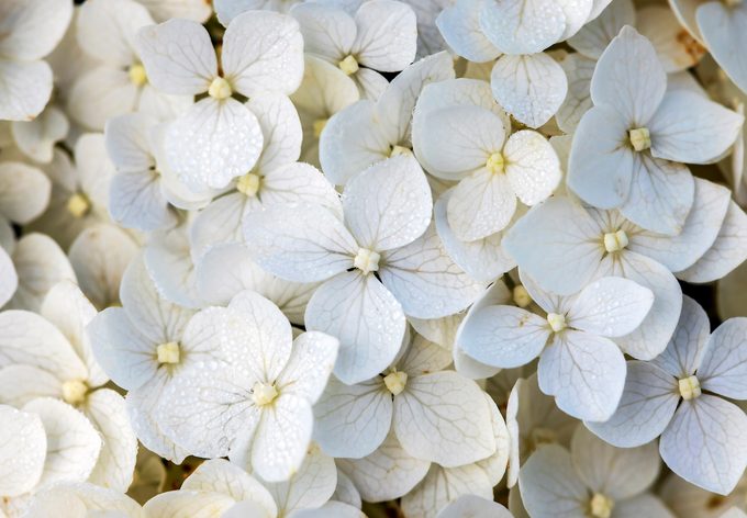 Hydflowerfull 071 14239