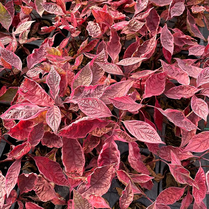Pw Cornus Sgt Pepper 4
