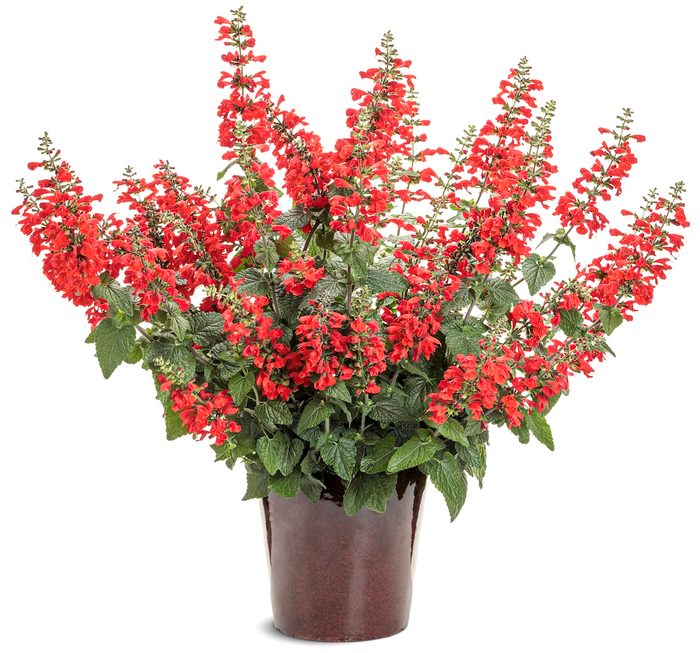 Pw Salvia Unplugged Red Mono