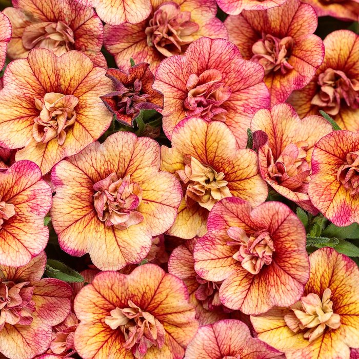 Pw Superbells Double Vintage Coral Tag new garden plants