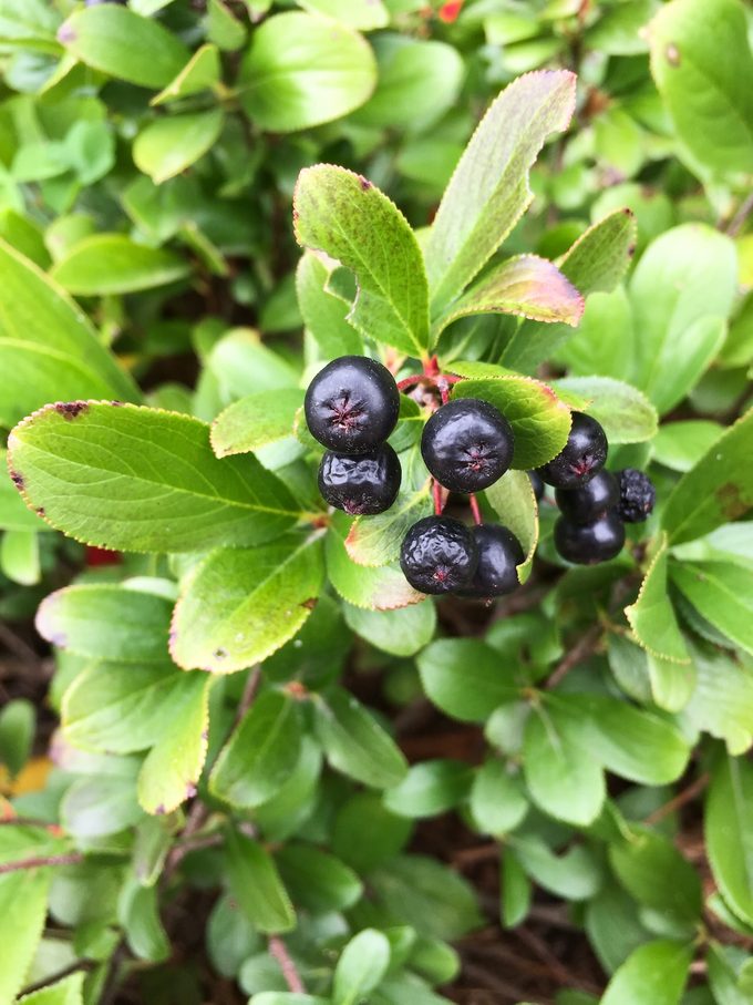 Pwchokeberry Aronia