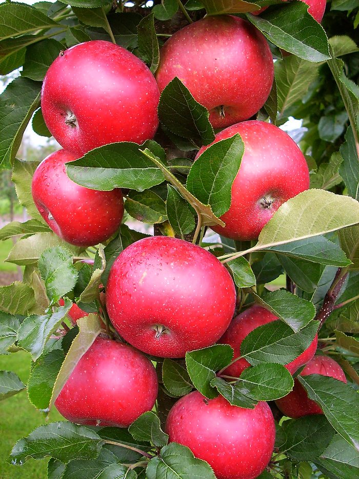 Plantsnouveau Mal Tasty Red 0003 (1)