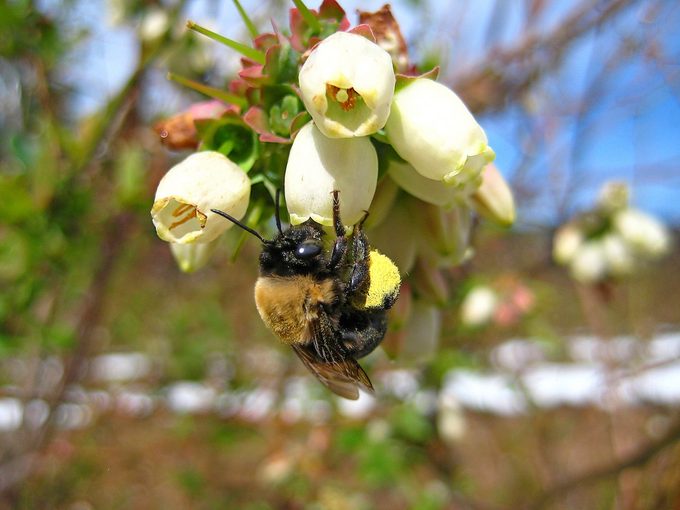 Seblueberrybee Jpawelek
