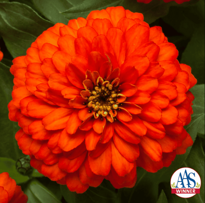 Zinnia Zydeco Fire award-winning plants
