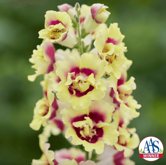 Snapdragon DoubleShot Yellow Red Heart F1 award-winning plants