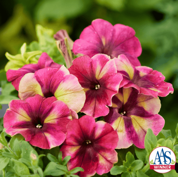 Petunia Shake Raspberry F1