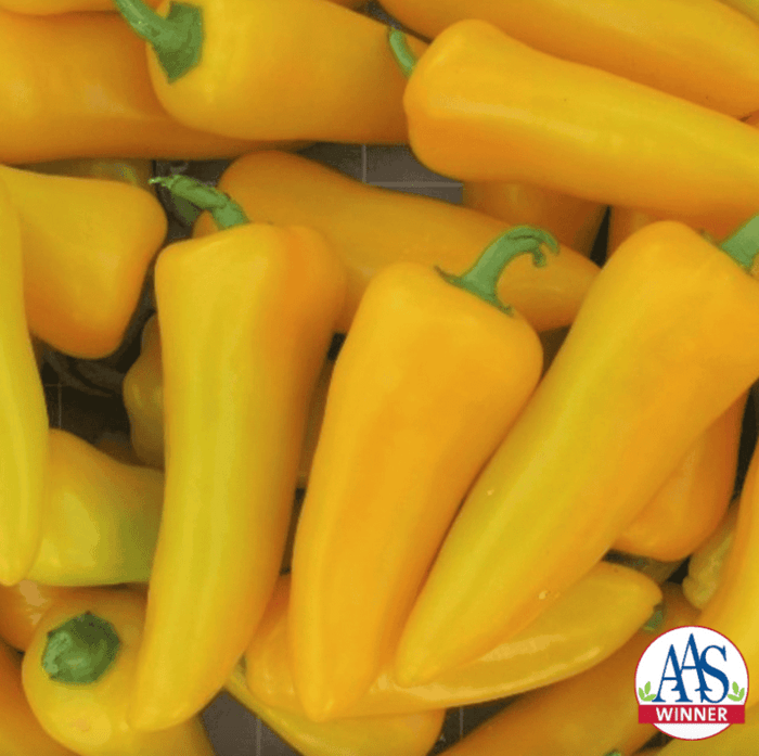 Pepper Pick-N-Pop Yellow F1 award-winning plants