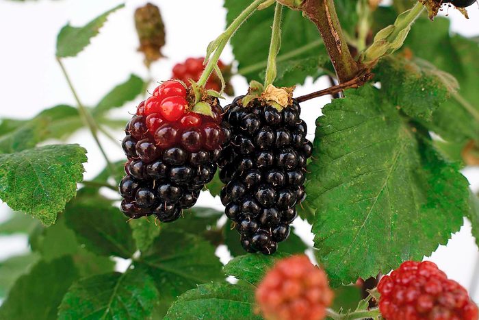 Starroses Babycakes Berries 025