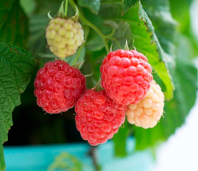 Starroses Raspberryshortcake Berries 006