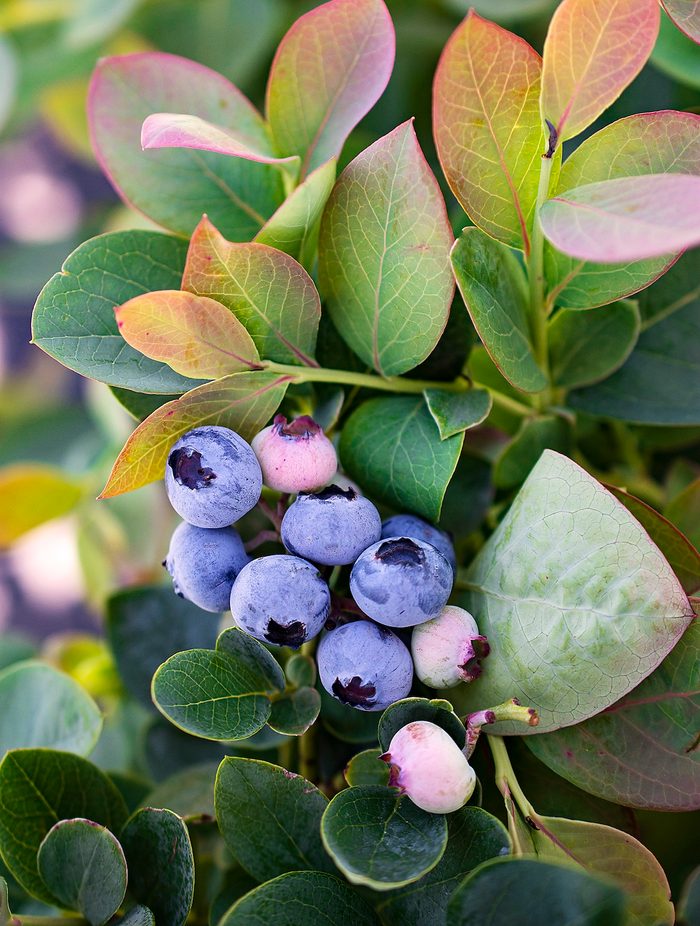 Starroses Silverdollar Berries 011