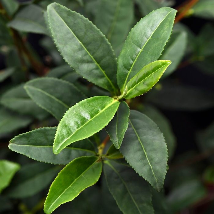 Star Camillia Brewteaful Foliage 001