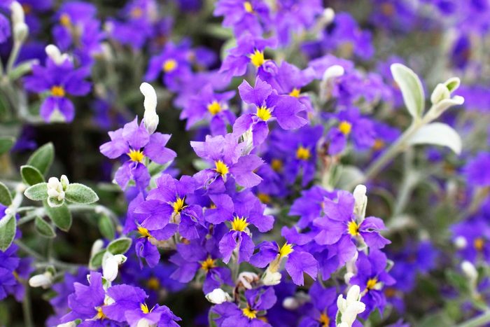 Star Purple Oz Dampiera