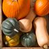 Guide to Growing Squash in Veggie Gardens