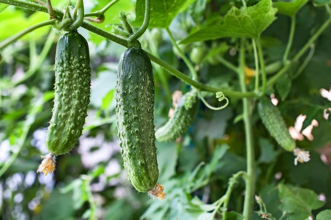 Cucumbers