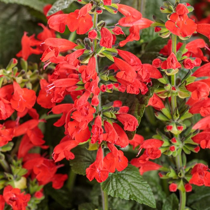 Top 10 New Garden Plants You Should Grow in 2025