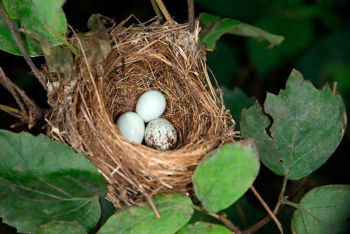 Indigo,bunting,nest,with,brown,headed,cowbird,egg,in,minnesota
