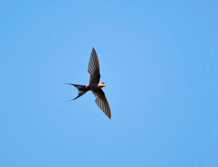 African,palm Swift,,cypsiurus,parvus,,in,flight,seen,from,below, bird mothers