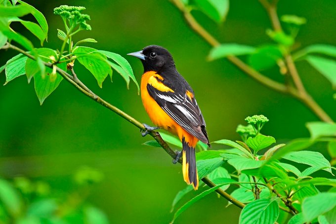 Male,baltimore,oriole,perched,in,red,osier,dogwood
