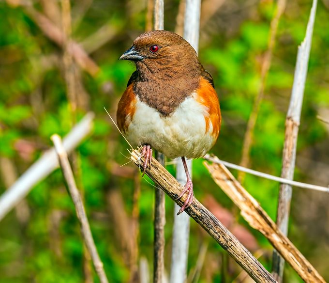 Female,eastern,towhee,perched,in,the,brush