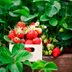 Small Fruit Plants for Small Spaces
