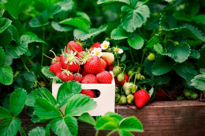 Small Fruit Plants for Small Spaces
