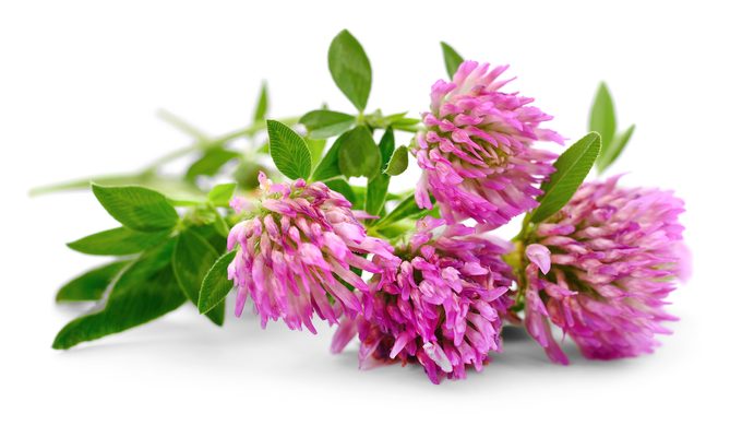 Pink,clover,flowers,on,a,white,background.