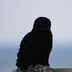 Rare Orange Snowy Owl Spotted in Michigan