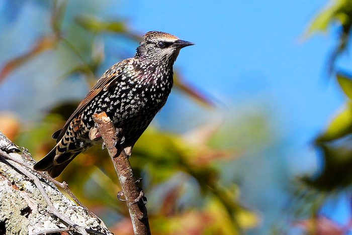 european starling