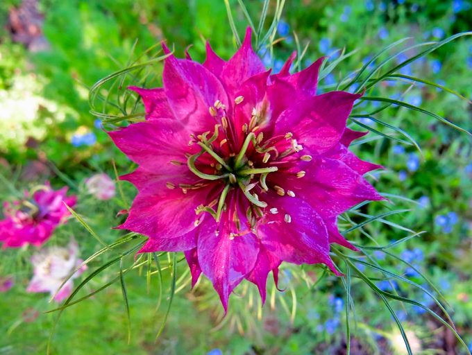 love-in-a-mist