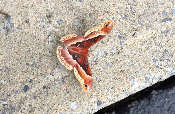 14 Loisbianco Bbxmay19, promethea moth