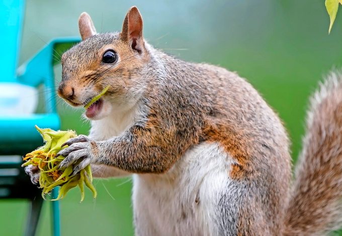 Squirrel Enjoys A Sunflower In The Garden .