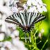 How to Identify a Zebra Swallowtail Butterfly