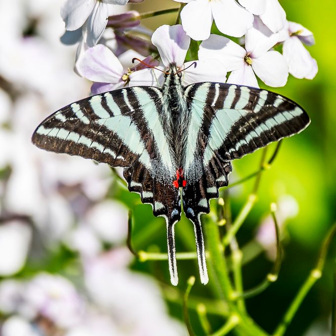 How to Identify a Zebra Swallowtail Butterfly