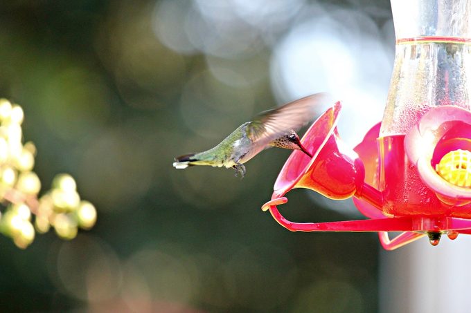 stop hummingbird feeder from leaking