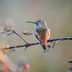 2025 U.S. State of the Birds Report Shows Widespread Declines