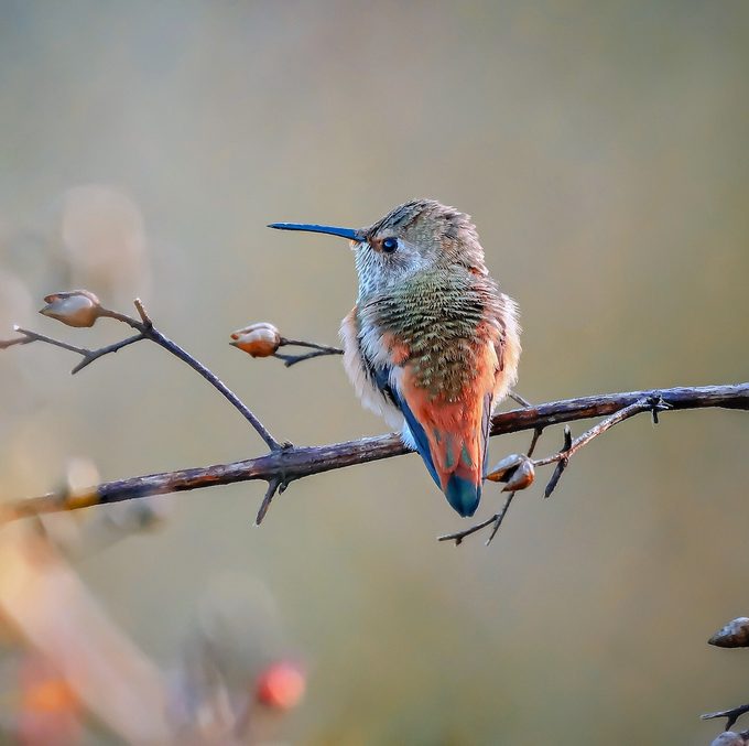 2025 U.S. State of the Birds Report Shows Widespread Declines