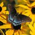 How to Identify a Red-Spotted Purple Butterfly