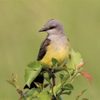western kingbird