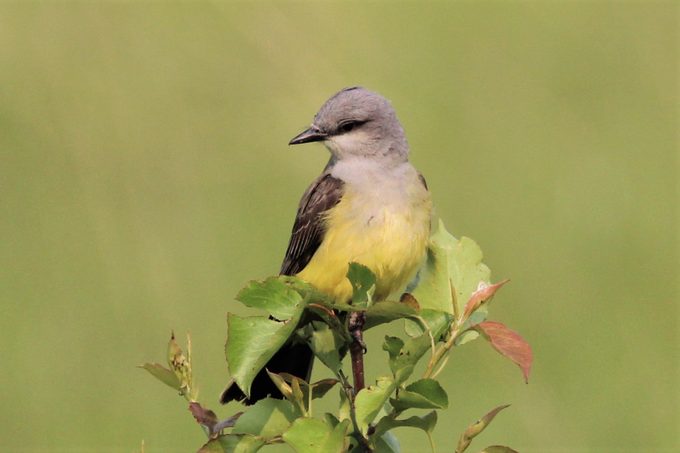 How to Identify a Western Kingbird
