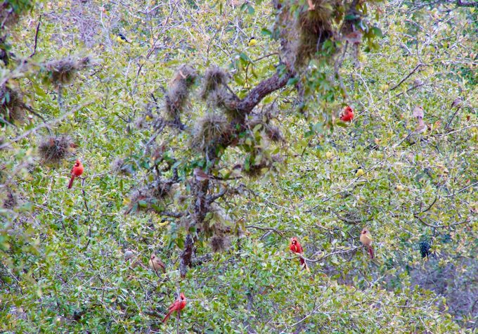 flock of cardinals