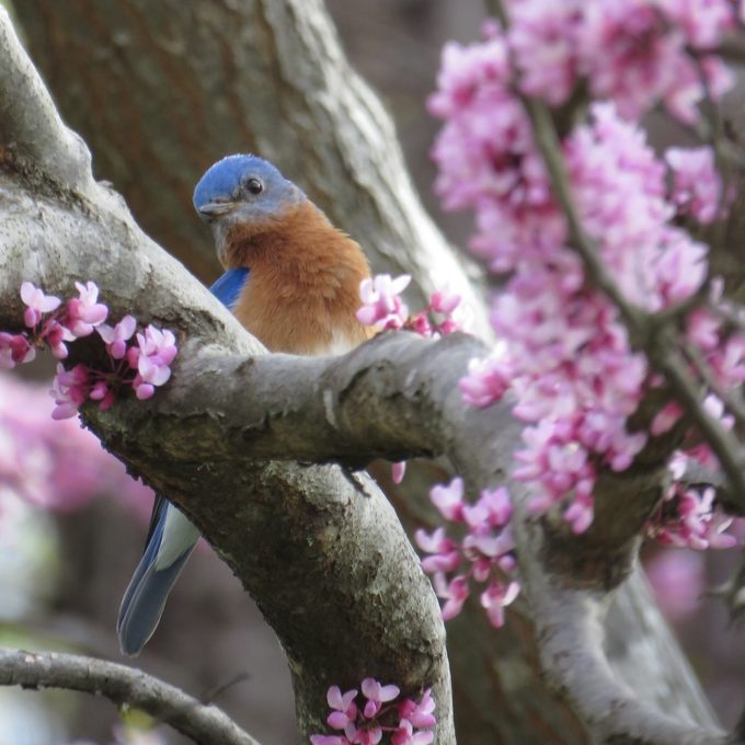 Eastern Redbud Tree Care and Growing Tips