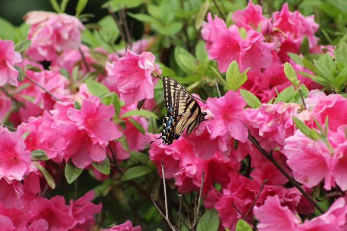 azalea bush care