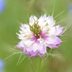 Love-in-a-Mist Flower Care and Growing Tips