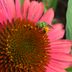 What Is That Green Bee in Your Garden?