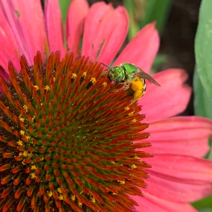 What Is That Green Bee in Your Garden?